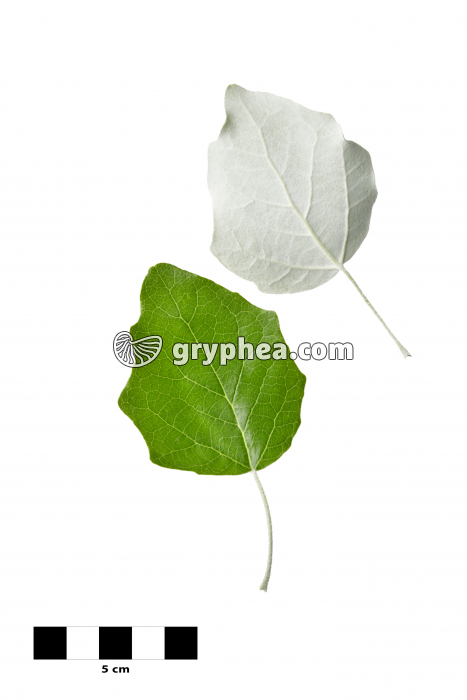 Peuplier blanc - feuilles sur fond blanc (Populus alba)  - gryphea.com